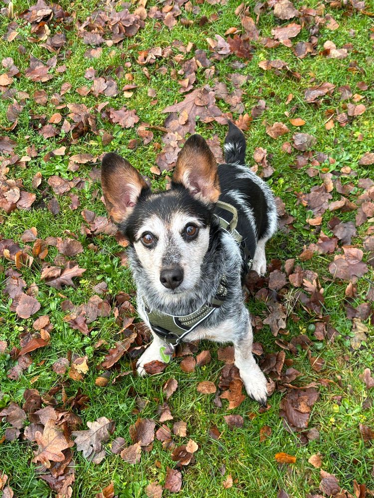 Ein kleiner schwarz-weiß gesprenkelter Hund sitzt aufmerksam im herbstlichen Gras. Um ihn herum liegen viele braune Blätter. Der Hund trägt ein dunkelgrünes Geschirr und schaut mit großen, aufgerichteten Ohren direkt in die Kamera.