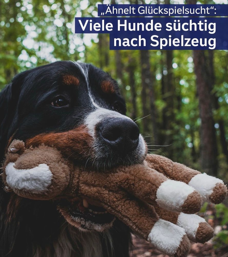 Bild von Hund mit Kuscheltier. Darüber der Text „Ahnelt Glückspielsucht":
Viele Hunde süchtig nach Spielzeug