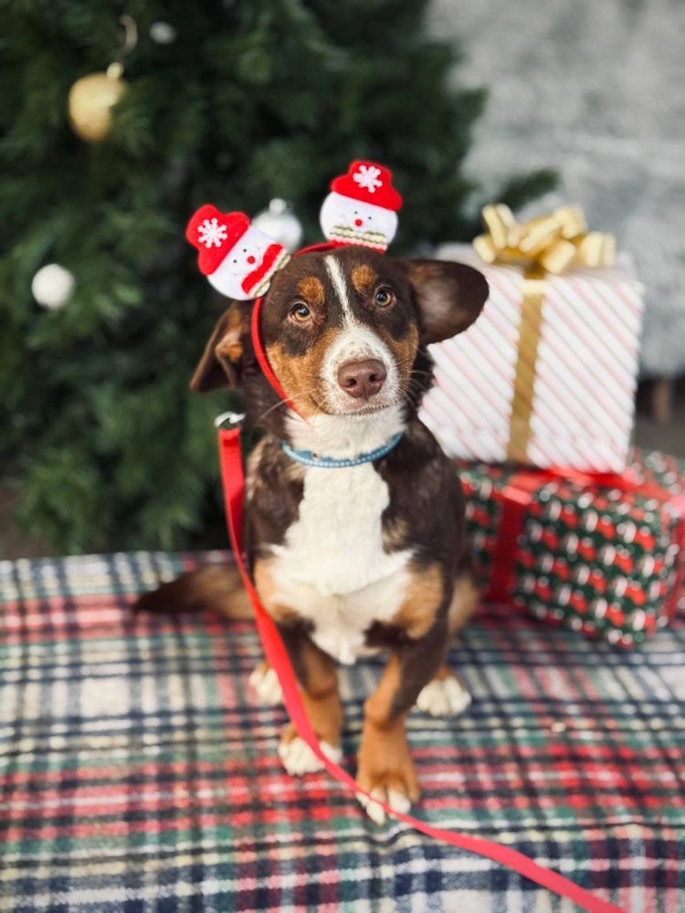 Ein braun-weißer Hund mit kurzen Beinen sitzt auf einer karierten Decke vor einem geschmückten Weihnachtsbaum. Er trägt einen roten Haarreif mit zwei kleinen Schneemann-Figuren darauf und schaut leicht schräg in die Kamera. Hinter ihm liegen eingepackte Geschenke.
