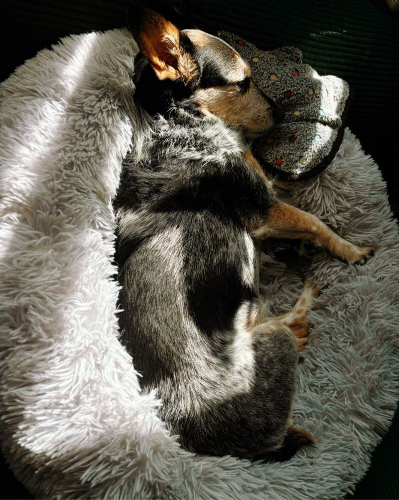 Ein kleiner Hund mit schwarz-weißem Fell liegt zusammengerollt in einem flauschigen, hellgrauen Hundebett. Er schläft mit dem Kopf auf einer grauen Decke mit bunten Punkten. Die Szene ist von weichem Sonnenlicht durchflutet, das durch ein Fenster fällt. Der Hund wirkt entspannt und geborgen.