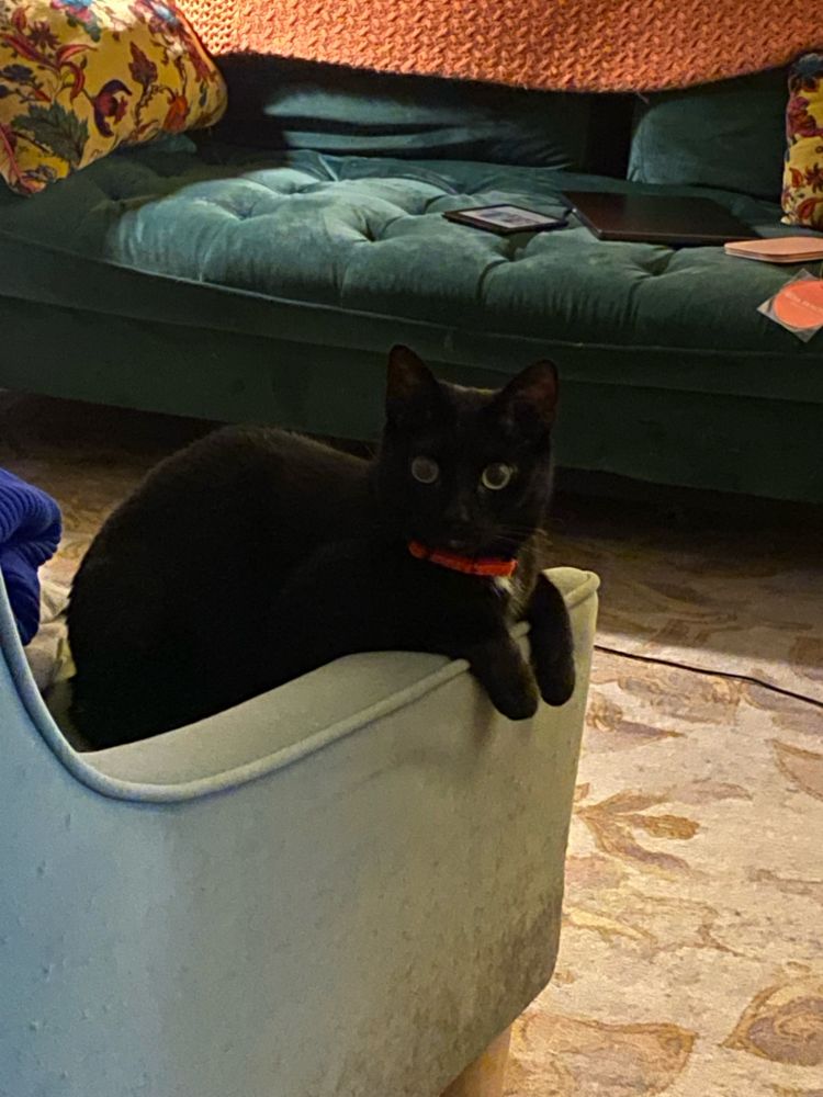 A good boy (cat) who is black with a white patch on his chest