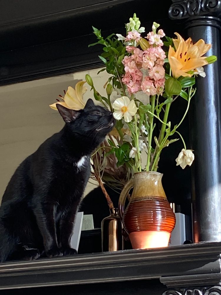 Pretty black cat smelling flowers
In a pot