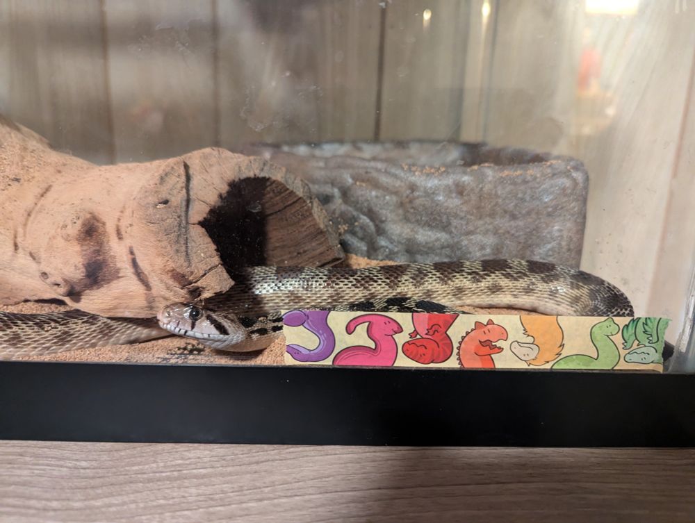 One noodle, positively chuffed.