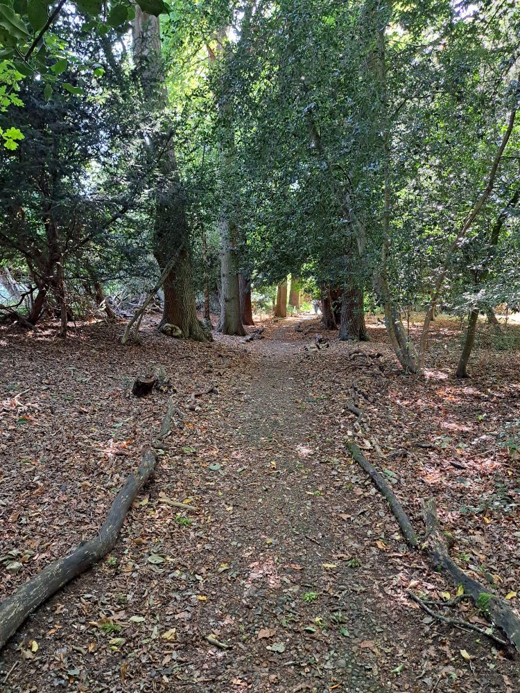 The sandwalk at Down House 