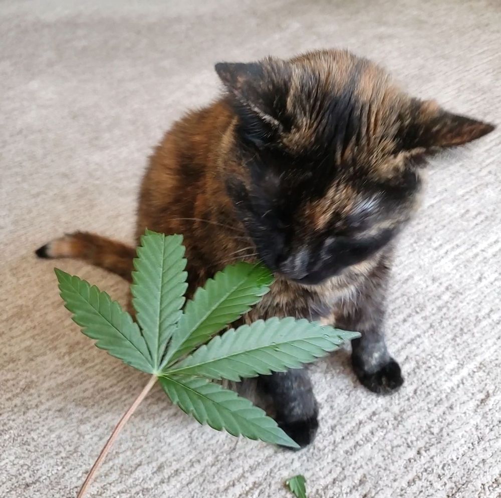 An adorable cat eating a fresh cannabis leaf to help with arthritis 