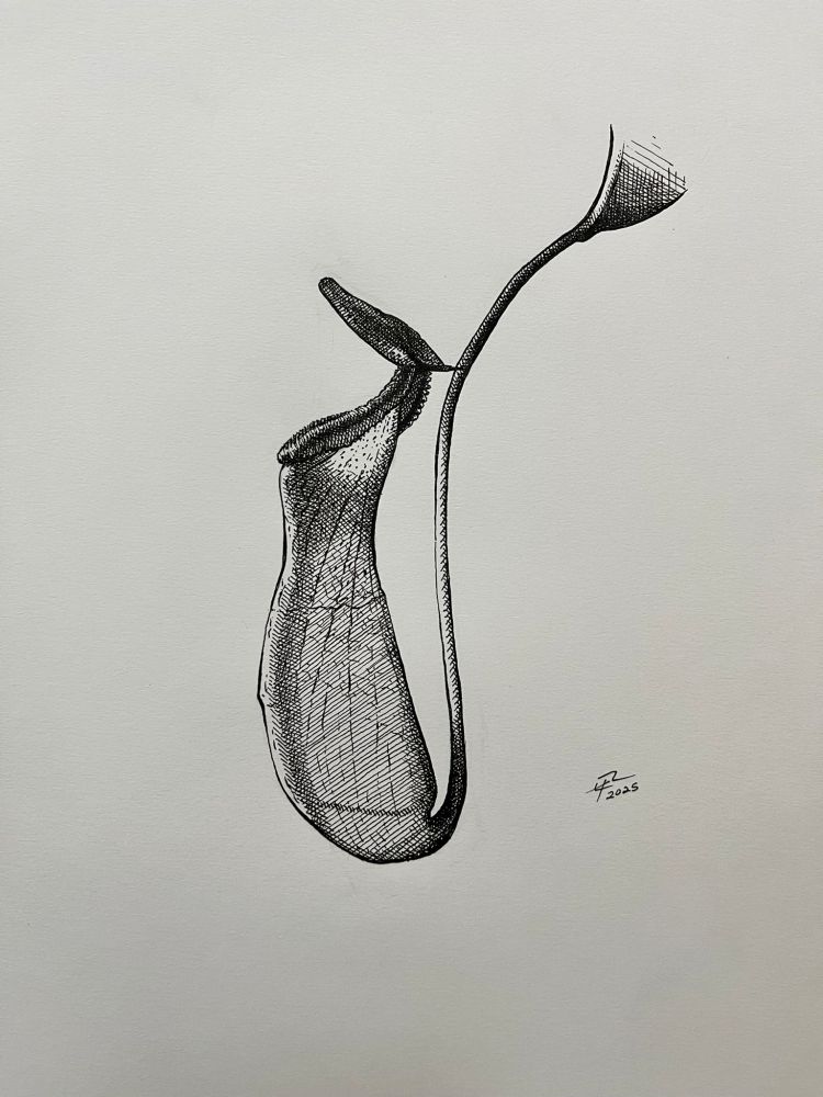 A pen drawing of a pitcher plant
