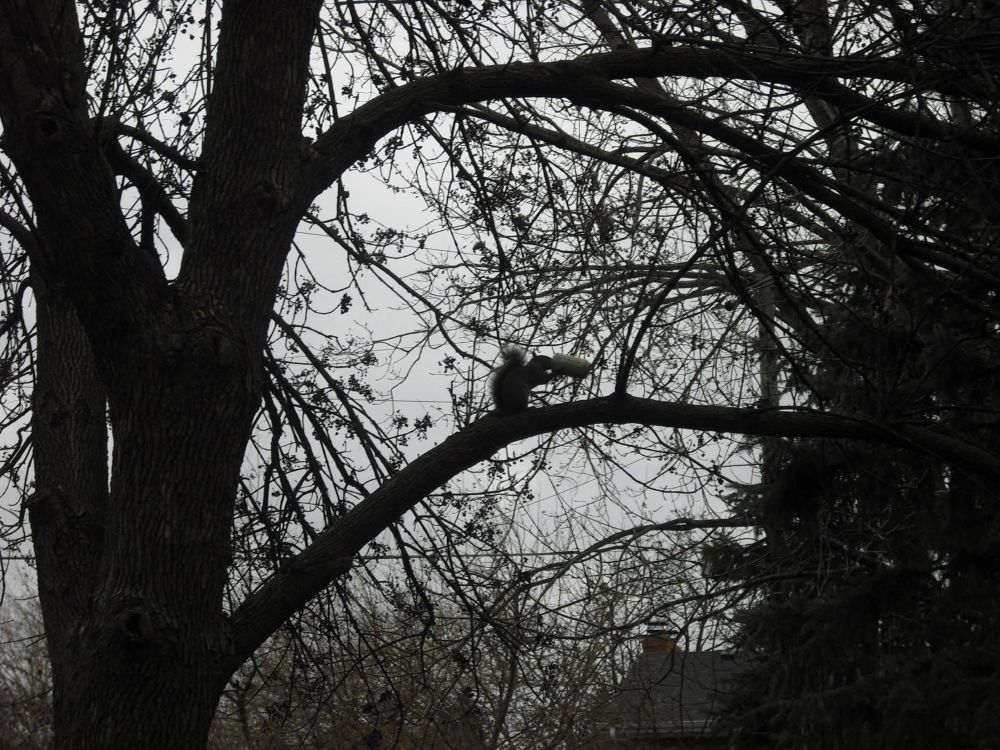 On a very gray sky day, there’s a squirrel in a tree drinking from a can of Fresca soda pop.