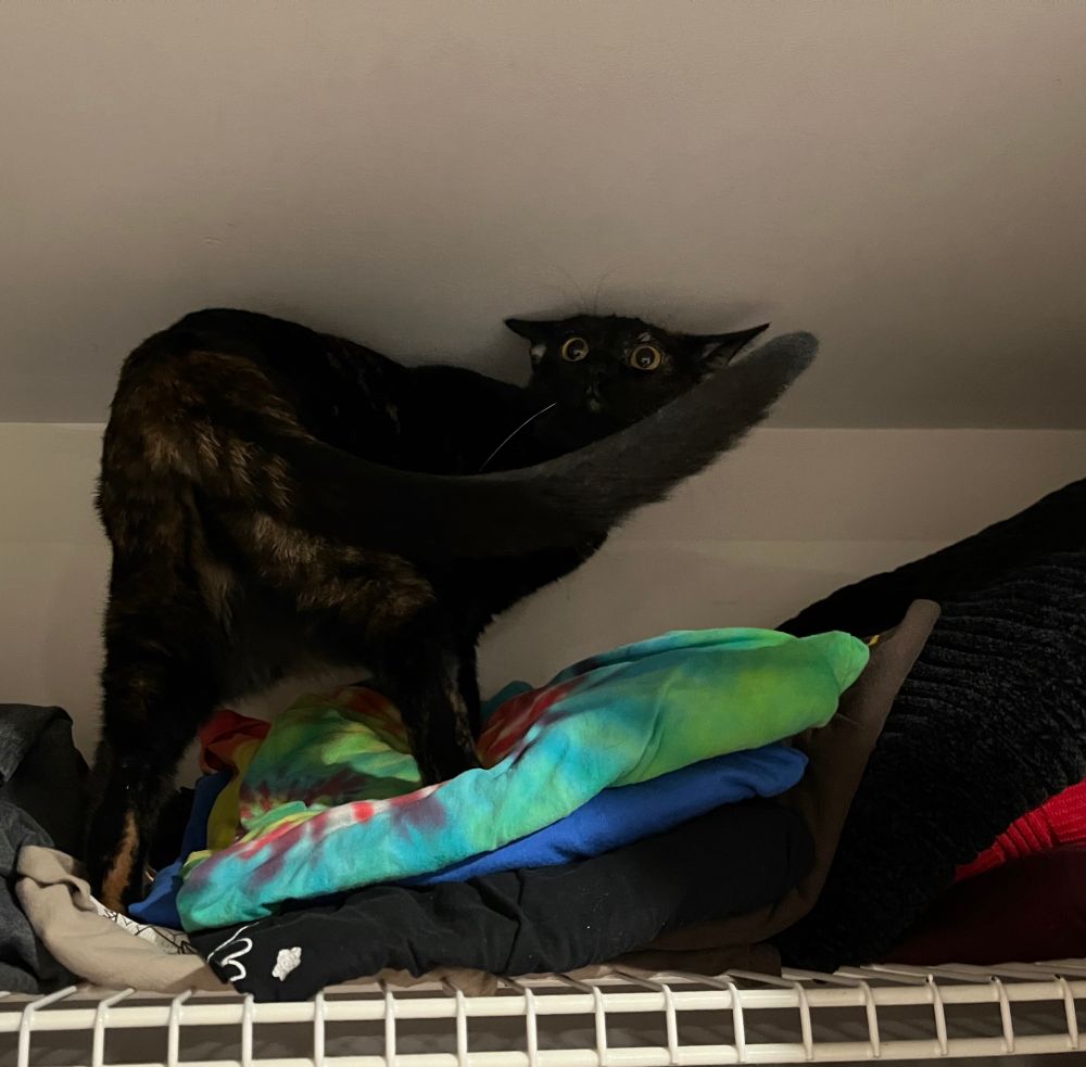 A juvenile dark tortoiseshell cat is standing in such a way that she looks like she’s facing a strong headwind or is about to do some amazing martial arts moves because the ears are squished down and to the side.
