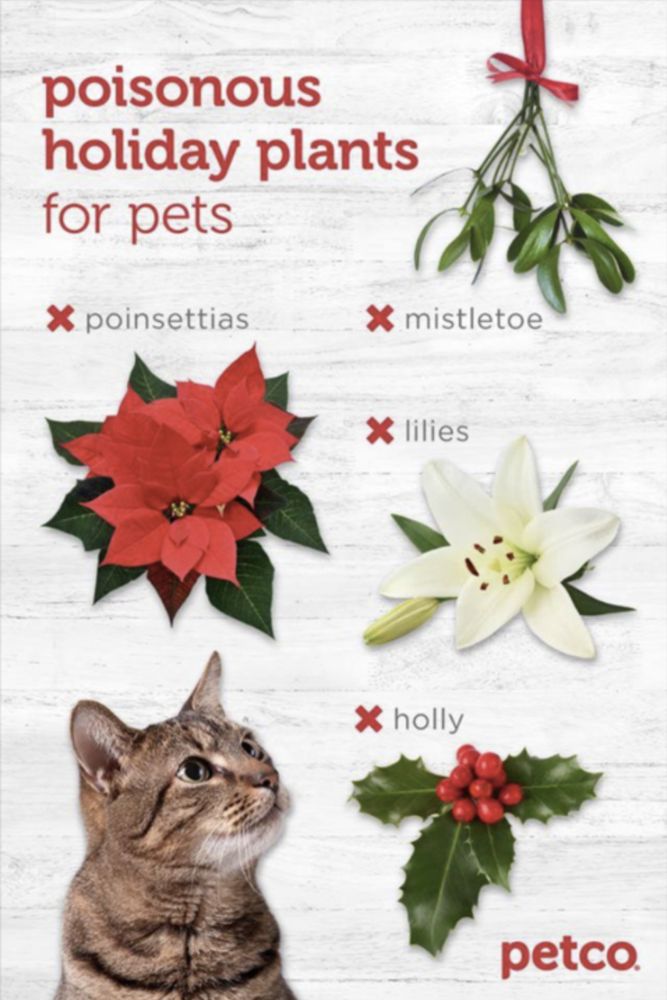 poisonous holiday plants for pets
* poinsettias
* mistletoe
* lilies
* holly
