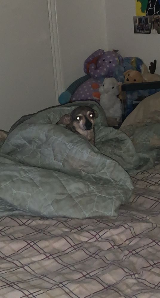 Freaky little rat dog stares with glowing eyes from a dingy looking blanket, only her head is visible.