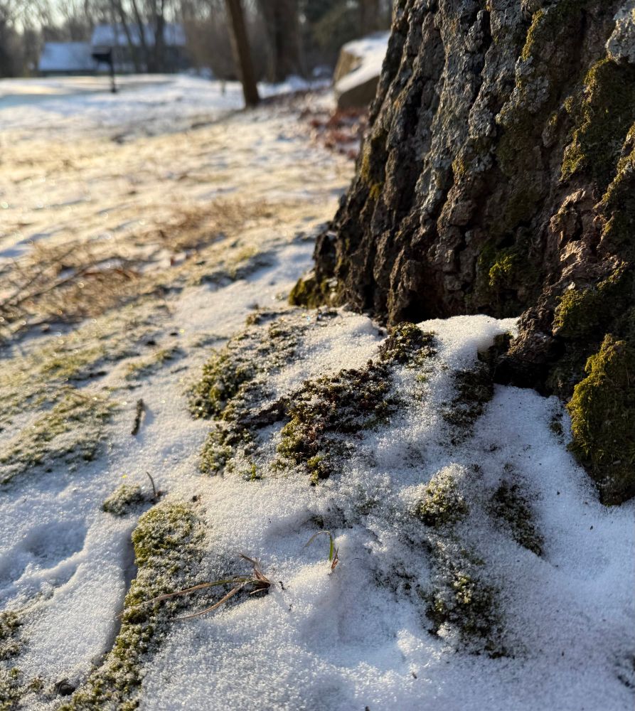 Close-up of moss at the base of a large tree trunk with a light dusting of snow. Morning light shining from the top corner.