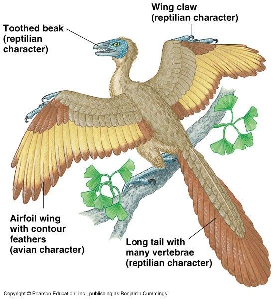 hiii little transition species dino bird.  it has some features of a dinosaur and some features of a bird! lived about 150 million years ago.  total chiller.