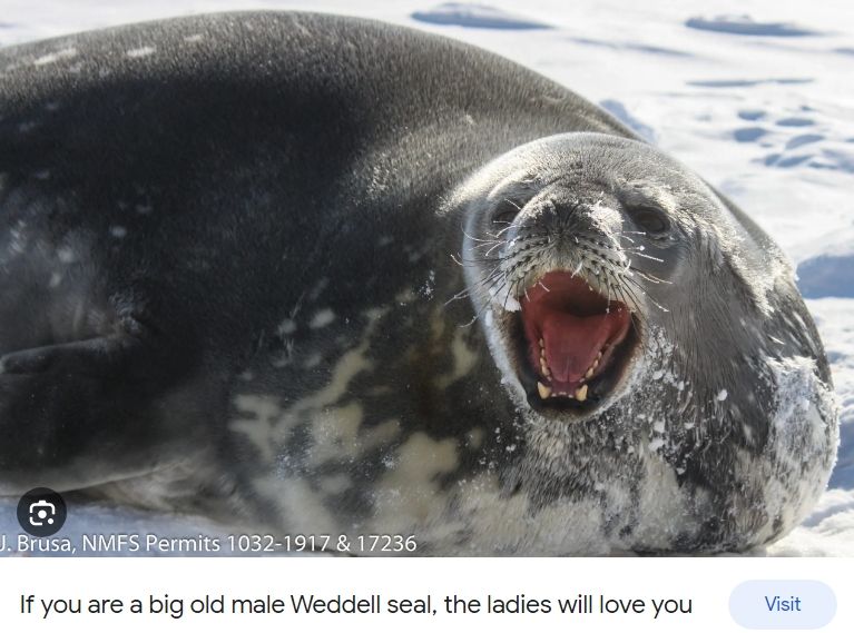a weddell seal screaming. caption says: if you are a big old male weddell seal the ladies will love you