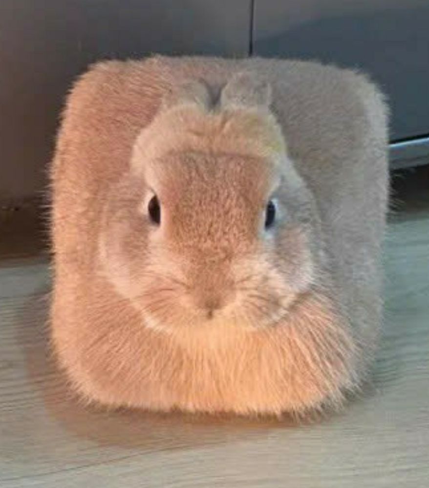 square bunny