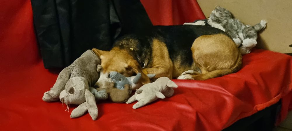 Dog laying with multiple stuffed animals