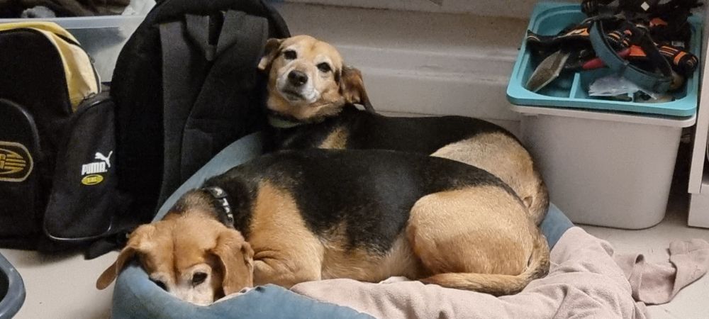 Two nearly identical looking mother and daughter dogs sharing a little dog bed.