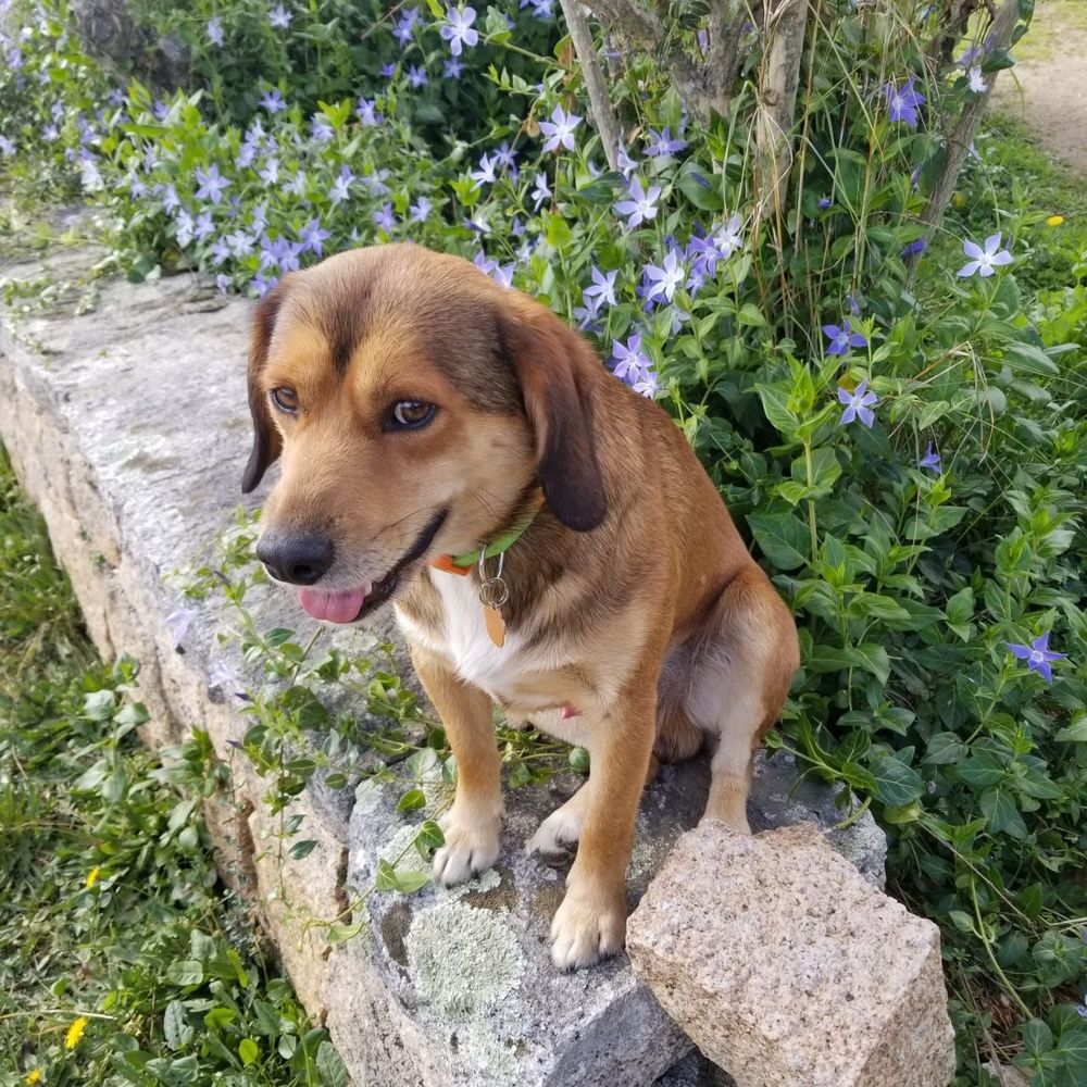 Hunting hound mutt sitting on stone wall, tongue out