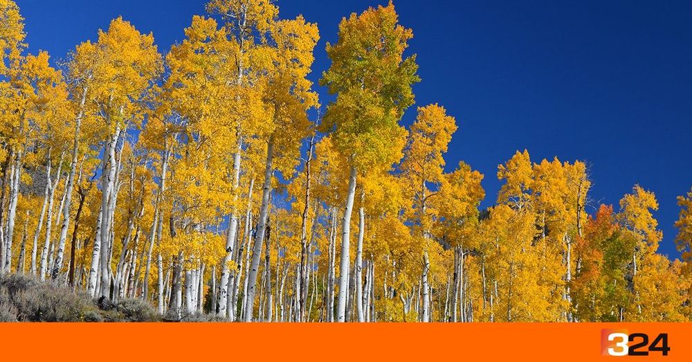 L'ésser viu més gran i més vell del planeta és un bosc, es diu Pando i està en perill