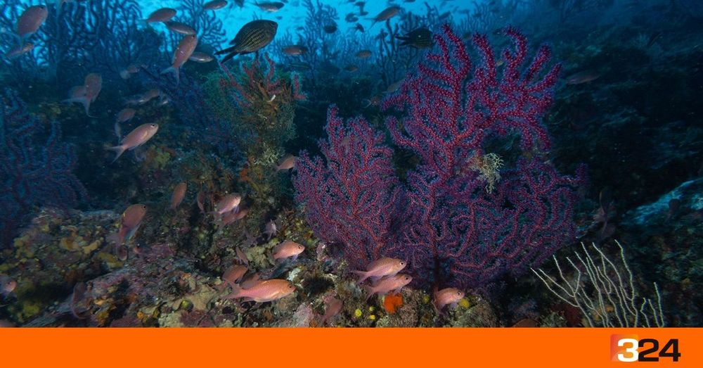 Les gorgònies de les Medes s'estan morint per l'augment de la temperatura del mar