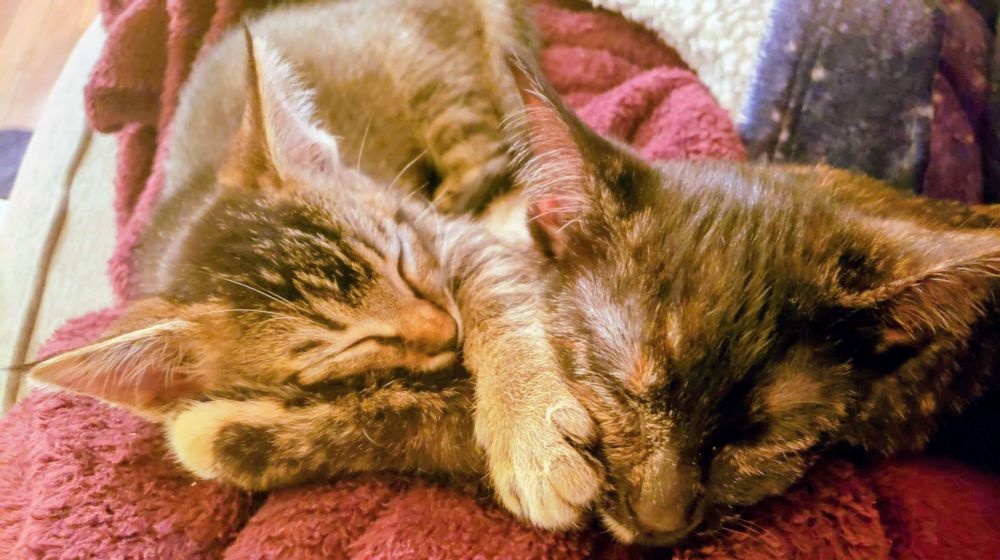 A tabby kitten and a tortoiseshell kitten sleep wrapped up together, each with a paw pressed into the other's face.