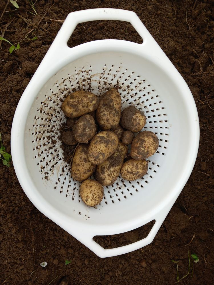 A colander of potatoes from the garden
