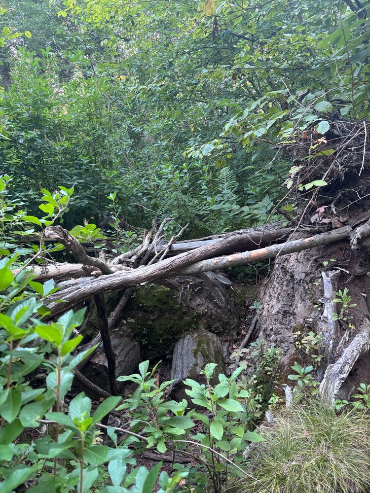 Fallen tree in the woods