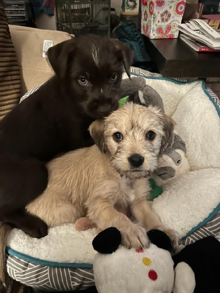 A black and a brown puppy looking very cute and simultaneously menacing.