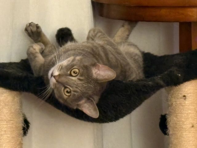 Silver tabby with golden eyes, lolling on his back atop his favorite cat hammock.