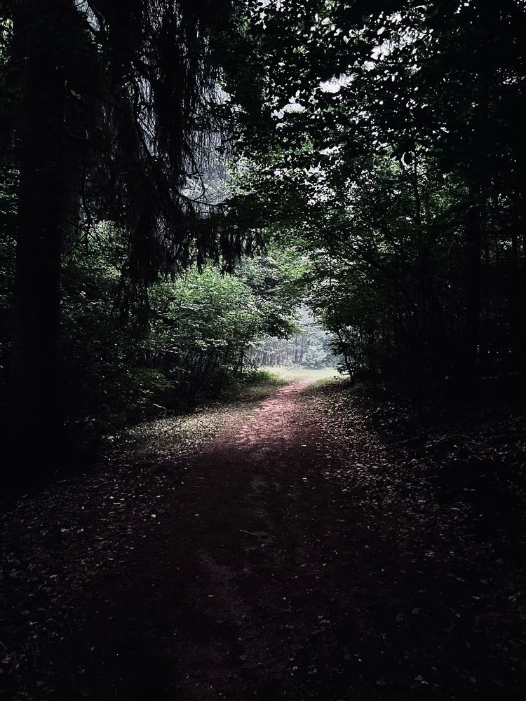 La forêt tu peux pas test