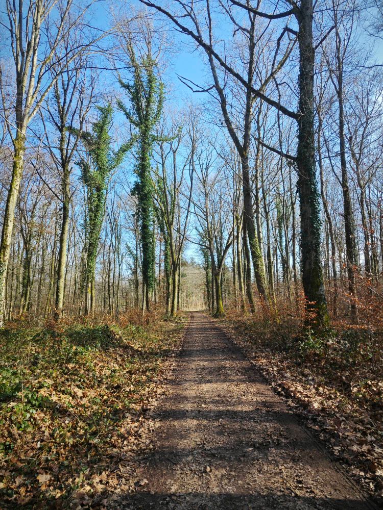 Waldweg im Sonnenschein, die Bäume stehen nicht eng zusammen und lassen viel Licht durch.