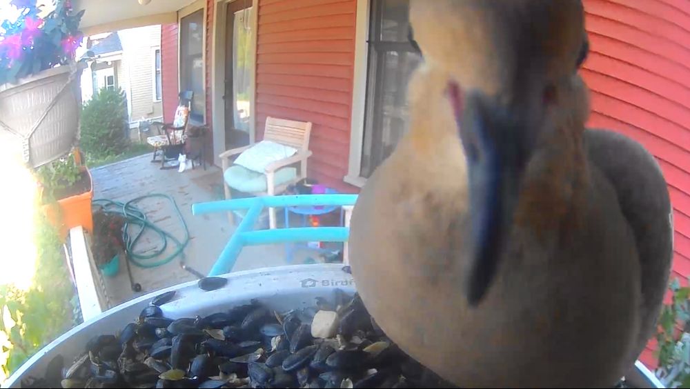 A mourning dove stares directly into the camera at a bird feeder camera 