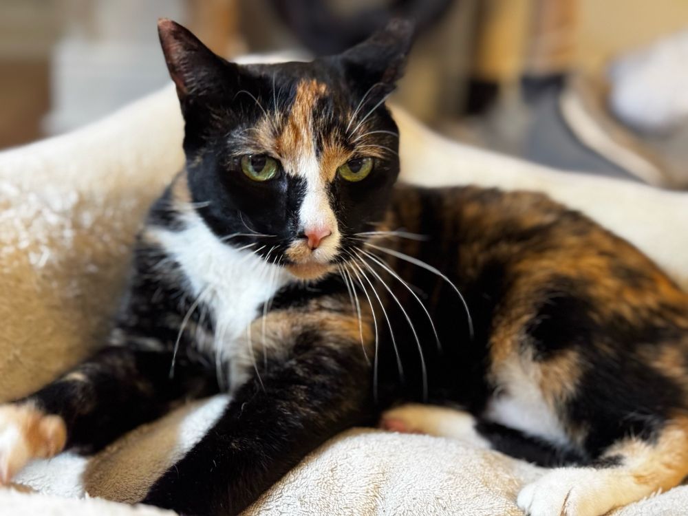 Leona the black, orange, and white calico cat lounging in her cat bed