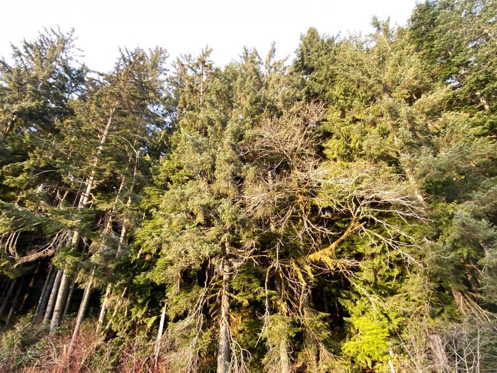Matriarch bark, branches, and trunk-chests protect the next gen