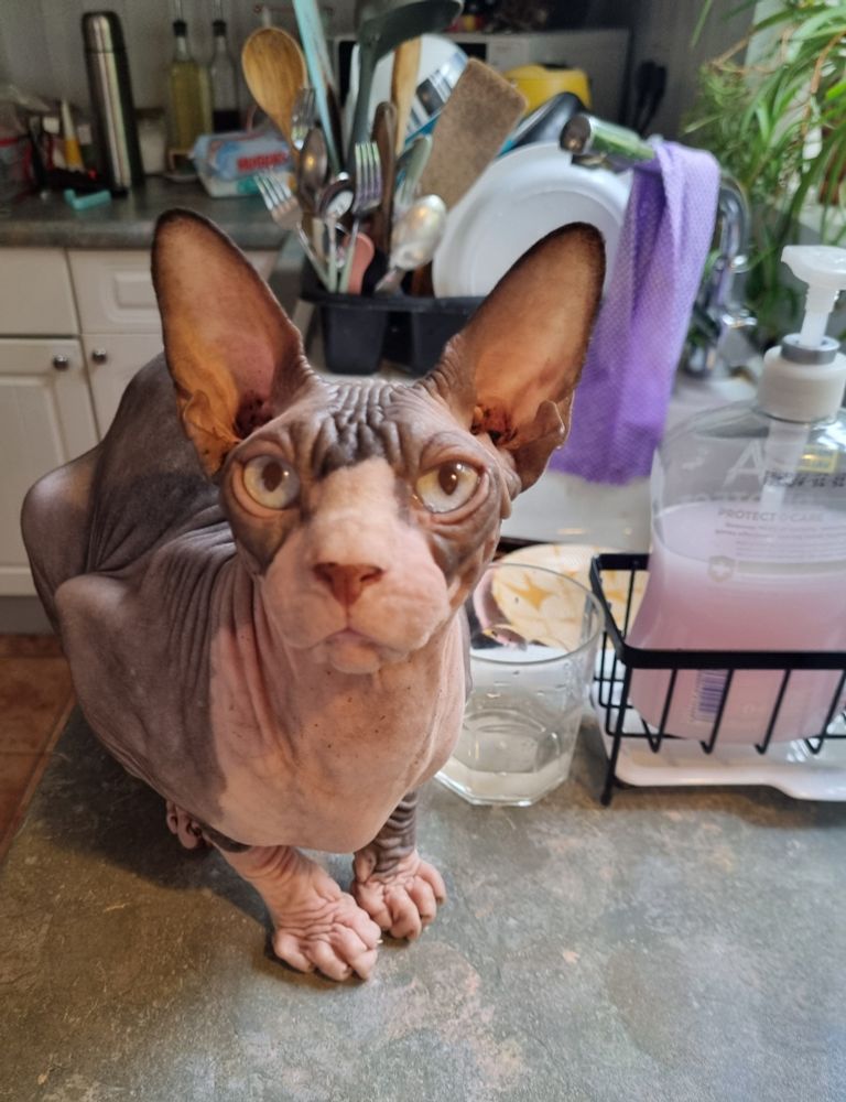 Sauron, a pink and grey sphynx kitten, sitting on a kitchen counter. He looks curiously at the camera and his big ears are perked up.