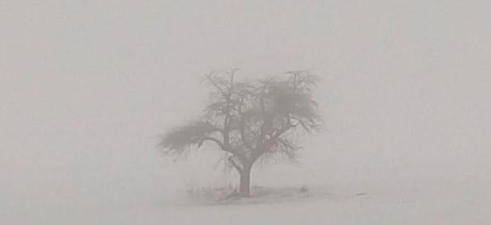 Alter Obstbaum im Herbstnebel