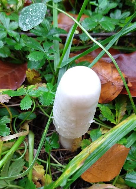 The amazing shaggy mane mushroom (coprinus comatus) in the early stage of his lifecycle. A white, barrel-shaped fruiting body pushes its way out of the ground.