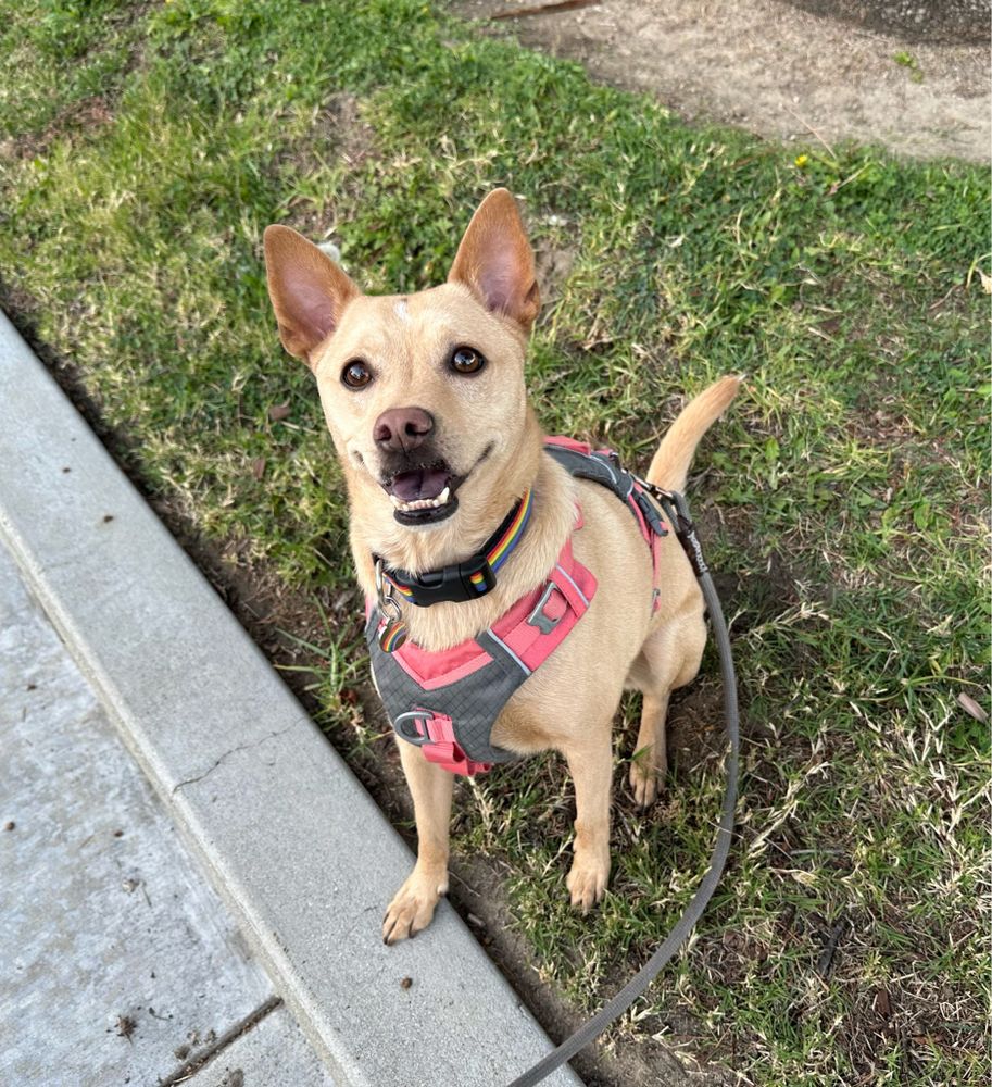 Freddie the dog, in her harness and ready for a walk.