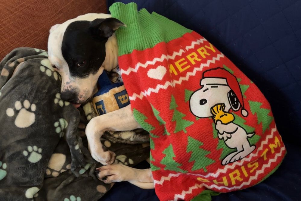 Dog curled up holding dog toy of a Hanukkah dreidel and covered in a dog sweater of Snoopy in Santa hat hugging Woodstock with the words Merry Christmas 
