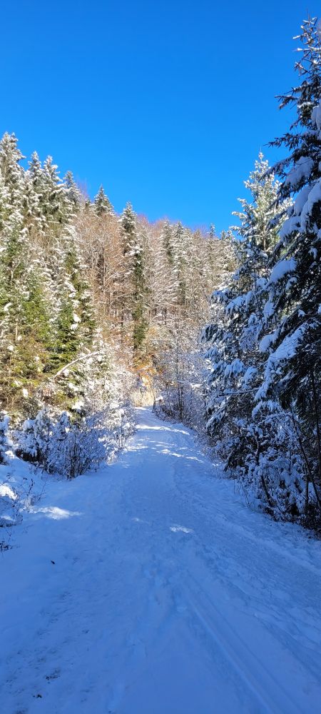 Ein schneebedeckter Weg, der leicht bergauf geht. Links und rechts davon schneebedeckte Bäume