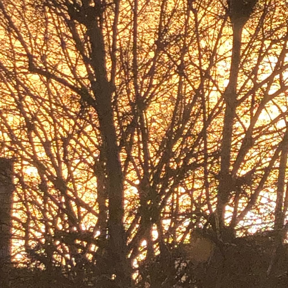 Couché de soleil jaune orange sur lequel se détache la silhouette d’un platane sans feuilles