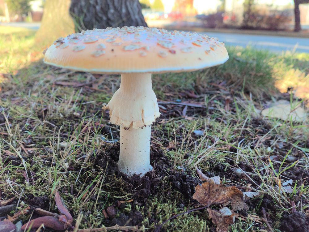 A mushroom with a wide flat cap
