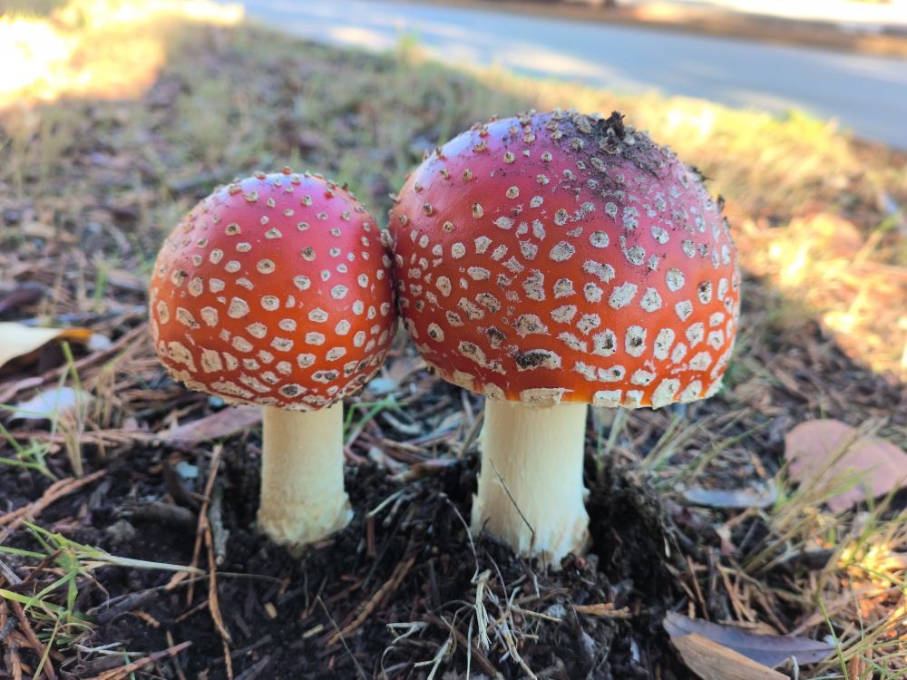 A pair of mushrooms with red caps