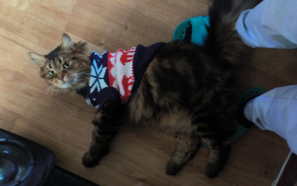 A brown tabby cat in an ill-fitting sweater