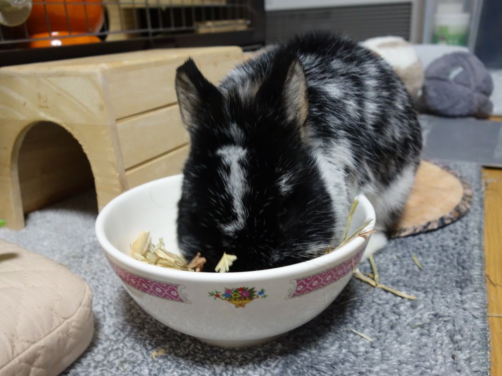 オーツヘイ入ってるお椀に頭入れて食べてるブロークンブラックオターネザーうさぎ