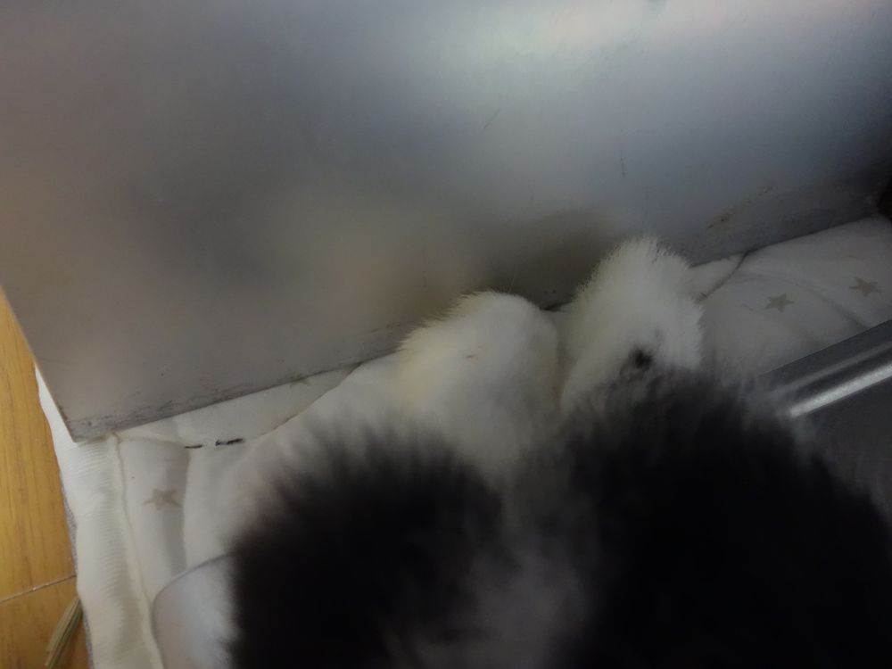 ブロークンブラックオターネザーうさぎのつまさき