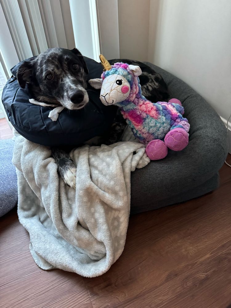 Dog laying bed with inflatable tube around neck to protect surgical site, next to multicolored toy (llama-unicorn)