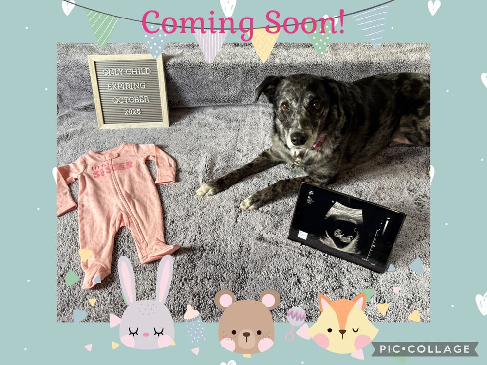 A black and grey dog sits on a grey blanket next to a board on her left that says “only child expiring october 2025.” On her right is an ultrasound picture. There’s is also a pink onsie that says “little sister” on it. 