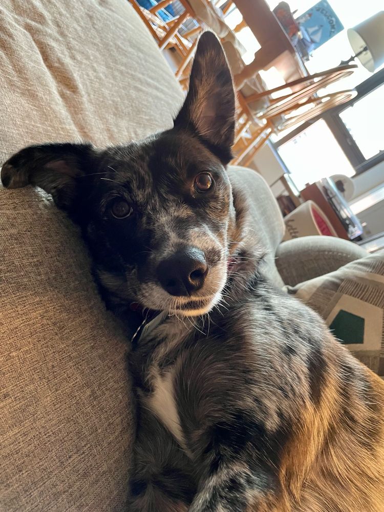 Blue Merle dog laying in her side on a beige couch with her ears perked, slightly judgmental look in her eyes 