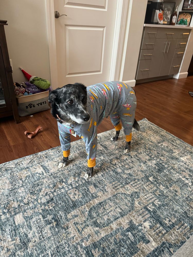 Medium size dog wearing pajamas with sharks on it looking sad. 