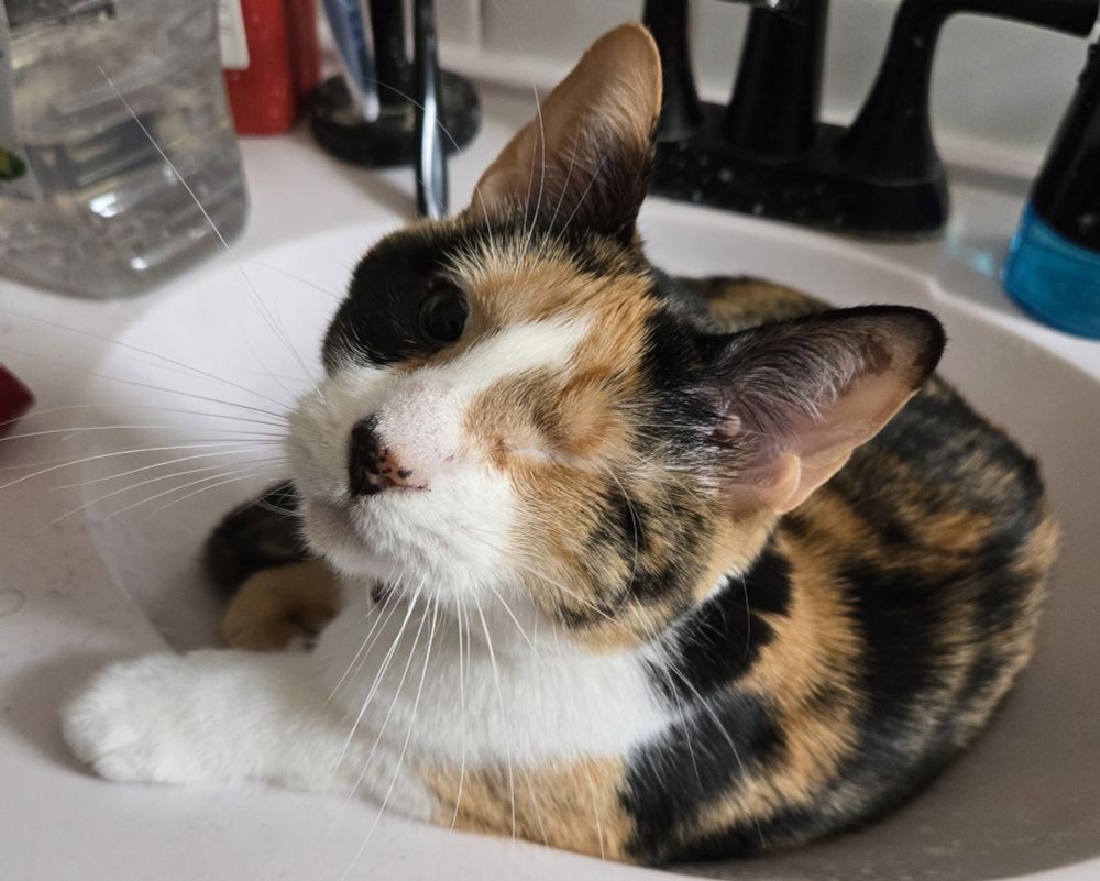 One eyed calico cat stares into camera while curled up in a bathroom sink.